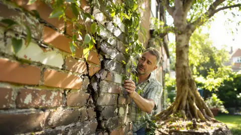 Deze bomen plant je beter niet dicht bij je huis: het verborgen risico dat muren en funderingen doet barsten